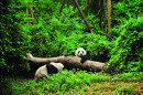 shutterstock_29707096 Pandas.jpg